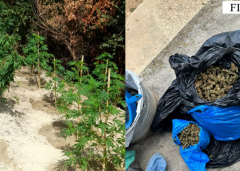 I sekuestrohen 1.7 kg kanabis në shtëpi, kapet 41-vjeçari në Fier