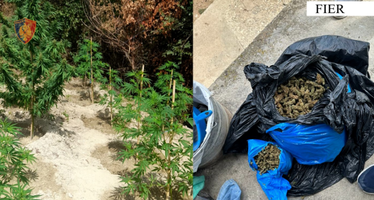 I sekuestrohen 1.7 kg kanabis në shtëpi, kapet 41-vjeçari në Fier