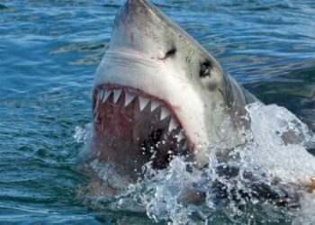 Ishte duke notuar, 50-vjeçarja sulmohet nga peshkaqeni