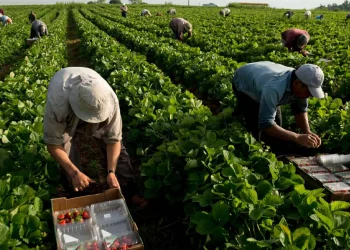 Greqia gjobit bizneset, pse nxorën punëtorët në “pikun” e vapës