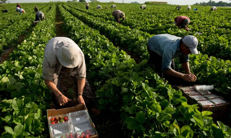 Greqia gjobit bizneset, pse nxorën punëtorët në “pikun” e vapës