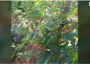 Asgjësohen 260 bimë kanabis në Mat, arrestohet 26-vjeçari