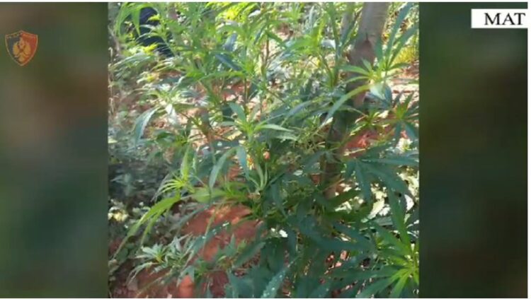 Asgjësohen 260 bimë kanabis në Mat, arrestohet 26-vjeçari