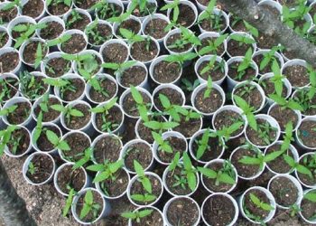 Bimët deri 50 cm, si u zbulua kanabisi në repartin e Zall Herrit