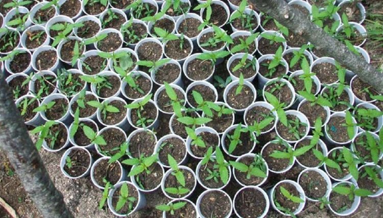 Bimët deri 50 cm, si u zbulua kanabisi në repartin e Zall Herrit