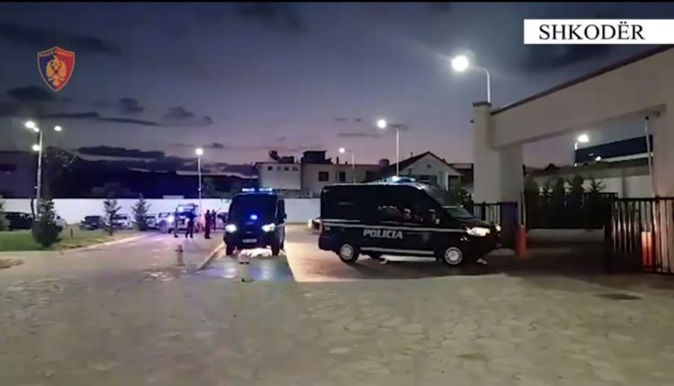 Asgjësohen mbi 15 mijë bimë kanabis në Shkodër (VIDEO)