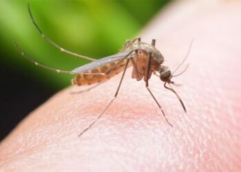 Virusi i Nilit Perëndimor në Greqi, 3 vdekje dhe 21 raste të reja