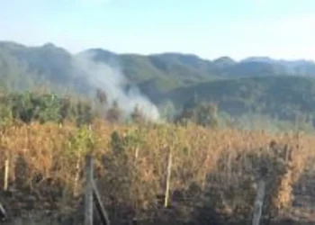 Bie zjarr në Kalivaç të Lezhës, digjen 5 ha shkurre dhe vreshta