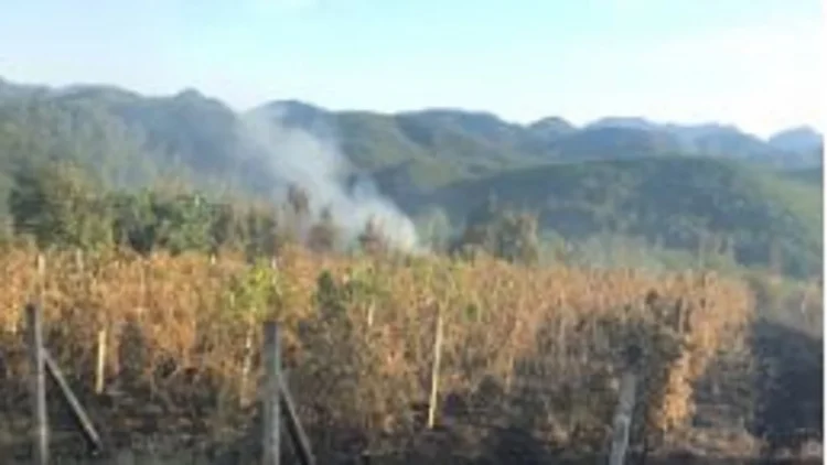 Bie zjarr në Kalivaç të Lezhës, digjen 5 ha shkurre dhe vreshta