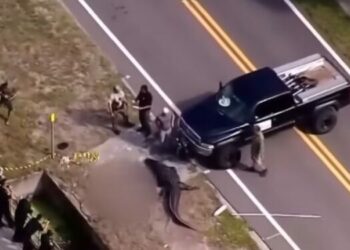 Tmerr në Florida, Aligatori qarkullon në rrugë me një viktimë në gojë