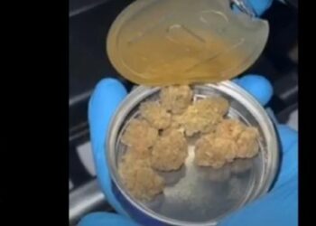 Shkatërrohet rrjeti/ Si transportohej droga e fshehur në konserva?