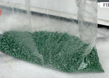 Sekuestrohen 3100 fara kanabis në Fier, një 50-vjeçar në pranga