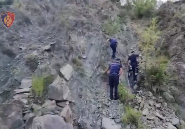 Asgjesohen mbi 5 mijë bimë narkotike, Policia bën bilancin (VIDEO)