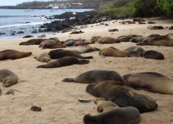 Gripi i shpendëve, gjenden të ngordhura 400…