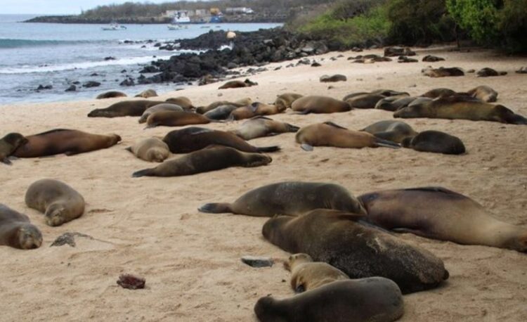 Gripi i shpendëve, gjenden të ngordhura 400…
