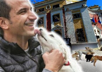 Qentë ngordhin për ushqim, Veliaj vjedh tenderin 240 MLN lekë për “Strehëzën”