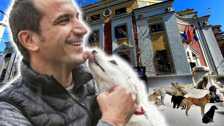 Qentë ngordhin për ushqim, Veliaj vjedh tenderin 240 MLN lekë për “Strehëzën”