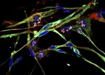 Zbulimi! Qelizat kanceroze kthehen në inde muskulore të shëndetshme