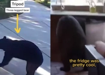 Ariu me tre këmbë hyn në shtëpi dhe vjedh pije energjike (VIDEO)