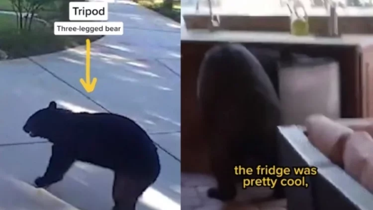 Ariu me tre këmbë hyn në shtëpi dhe vjedh pije energjike (VIDEO)