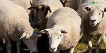 E çuditshme në Fier, djeg 25 dele vetëm me një cigare