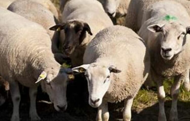 E çuditshme në Fier, djeg 25 dele vetëm me një cigare