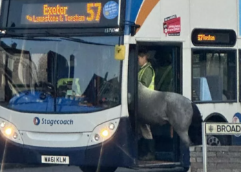 Shoferi i autobusit mbetet me gojë hapur nga pasagjeri i pazakontë