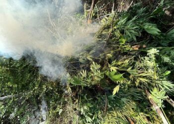 62 bimë kanabisi në banesë, pranga të moshuarit në Kurbin