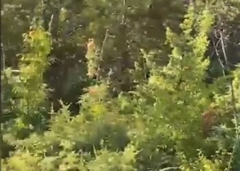 Parcelat me kanabis, 4 mijë policë dhe 20 dronë në aksion