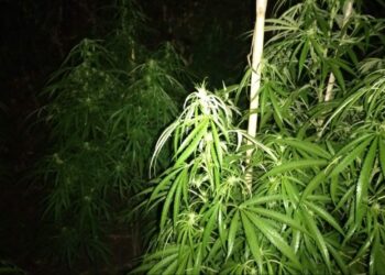 Kultivoi 305 bimë kanabis në tre fshatra të Krujës, në pranga autori