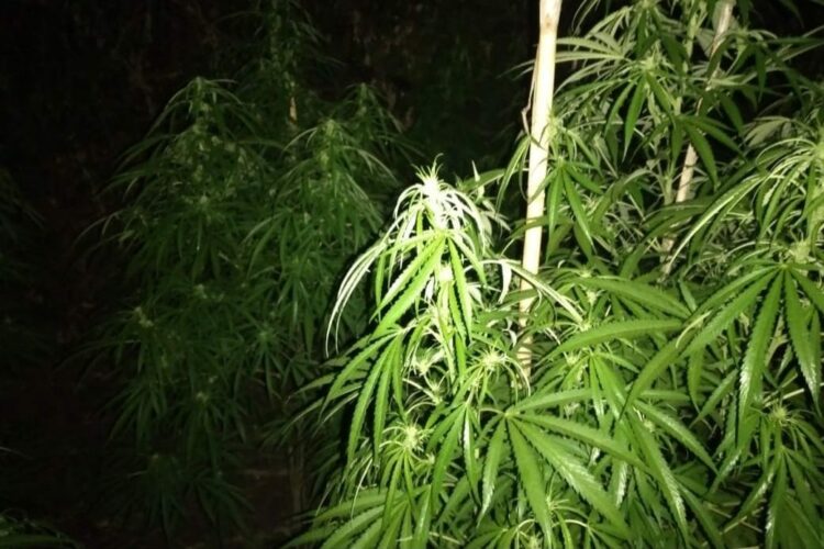 Kultivoi 305 bimë kanabis në tre fshatra të Krujës, në pranga autori