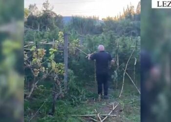 Asgjesohen mbi 700 bimë kanabis në Lezhë, në pranga 40 vjeçari