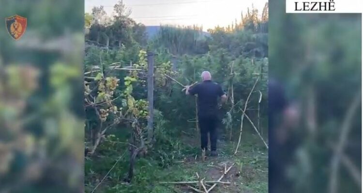 Asgjesohen mbi 700 bimë kanabis në Lezhë, në pranga 40 vjeçari