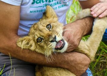 Ngjarje e rrallë, këlyshi i luanit endet në rrugët e qytetit serb