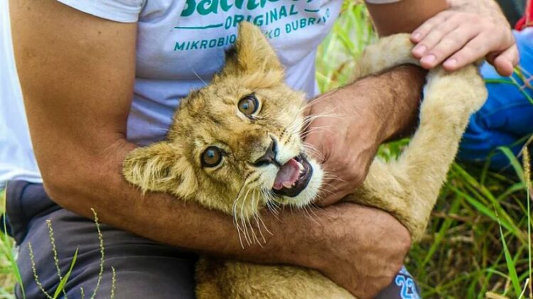 Ngjarje e rrallë, këlyshi i luanit endet në rrugët e qytetit serb