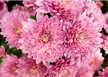 Si të mbillni dhe kujdeseni për krizantemën