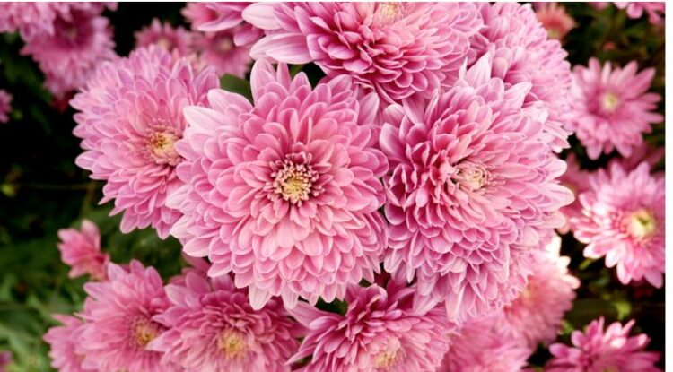 Si të mbillni dhe kujdeseni për krizantemën