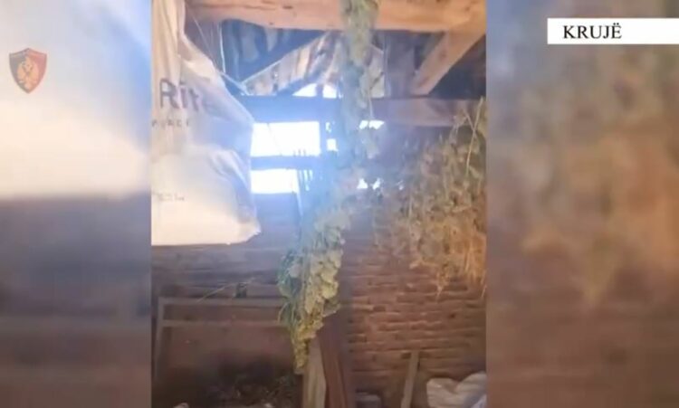 Përshtatën banesën për tharje kanabis, ndalohen bashkëshortët