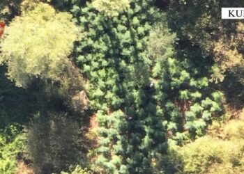 Gjenden 350 bimë kanabisi në Kurbin, në pranga kultivuesi