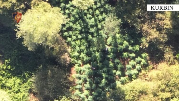 Gjenden 350 bimë kanabisi në Kurbin, në pranga kultivuesi