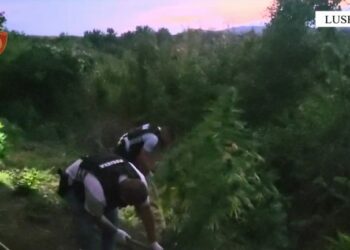 Mbollën kanabis në parcelë, arrestohen 4 persona, mes tyre babë e bir