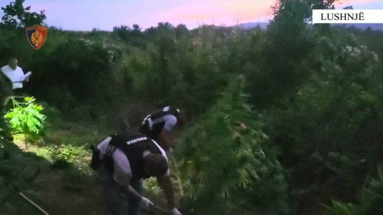 Mbollën kanabis në parcelë, arrestohen 4 persona, mes tyre babë e bir