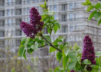 Paratë e pista pas bumit të ndërtimit në Ballkan