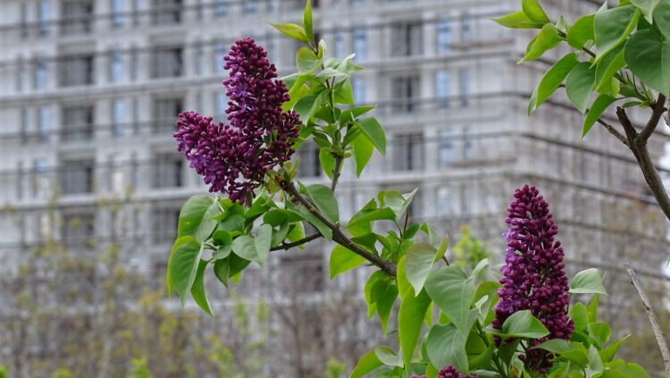 Paratë e pista pas bumit të ndërtimit në Ballkan