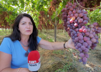 Rrush “gjigant” në Lushnje, bistaku shkon deri në 8 kg