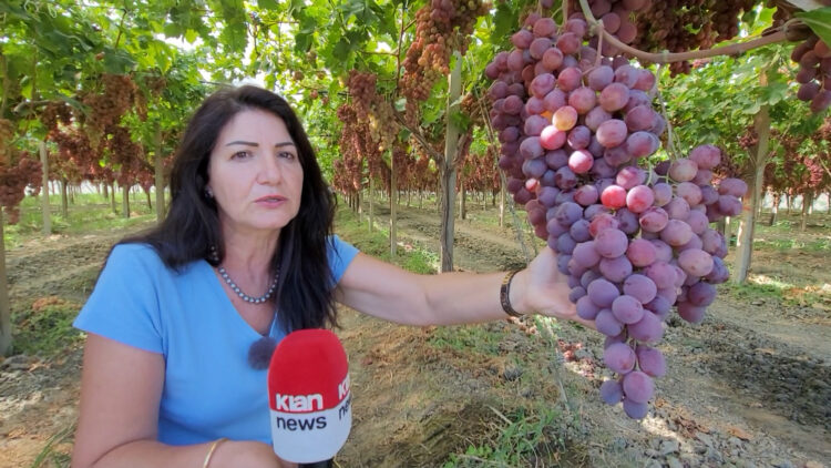 Rrush “gjigant” në Lushnje, bistaku shkon deri në 8 kg