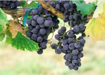 Lëngu i rrushit me limon forcon venat e zemrës