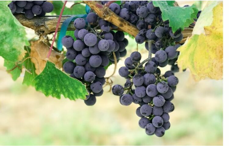 Lëngu i rrushit me limon forcon venat e zemrës