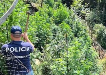 Aksion edhe në Shkodër, asgjësohen 10 mijë rrënjë kanabis