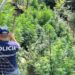 Aksion edhe në Shkodër, asgjësohen 10 mijë rrënjë kanabis